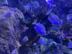 -太平洋海底世界