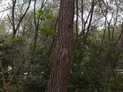 -西湖风景区-江洋畈生态公园