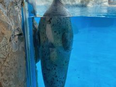 -珠海长隆海洋王国