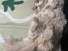 -佳雯宠物医院·皮肤科·内外科(春晓路分院)