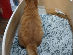 -喵屿·大理花园猫咖