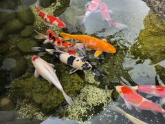 -罗红摄影艺术馆