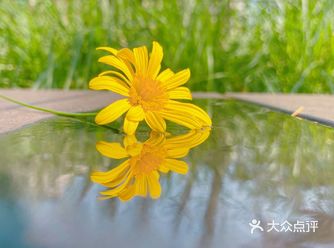 静止的狗尾巴草忽然随风一动 还吓到小家伙了
