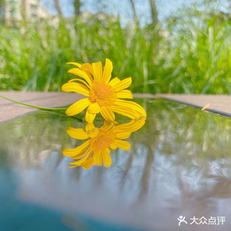 静止的狗尾巴草忽然随风一动 还吓到小家伙了