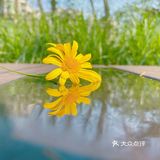 静止的狗尾巴草忽然随风一动 还吓到小家伙了