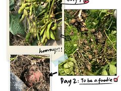 -樂桃源奉贤黄桃种植采摘基地