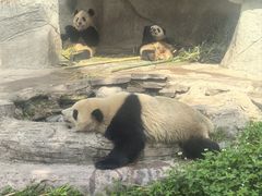 -中国大熊猫保护研究中心雅安碧峰峡基地