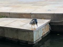 -三亚亚龙湾雅高铂尔曼别墅度假酒店