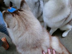 -TrueLove @ Neverland (Husky Cafe)