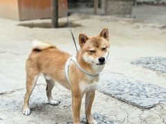 -罔极寺