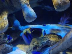 -悉尼海洋生物水族馆