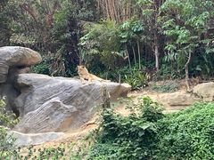 -广州长隆野生动物世界