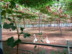 -白鹿原葡萄主题公园