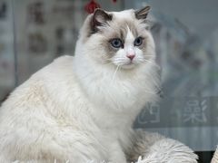 -爱洗澡的猫(天河路店)