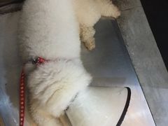 -严国平动物医院(德政总院)