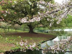 -上海共青森林公园