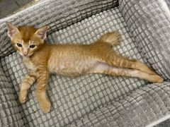 -宠颐生猫科·内科皮肤科(西平世纪城店)