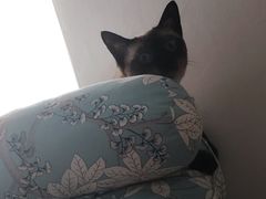 -萌兽医馆·绝育·24小时内科·宠物医院(德胜店)