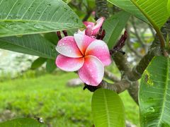 -西双版纳原始森林公园