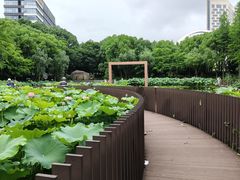 -陈家山荷花公园