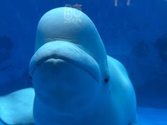 -海合安天津极地海洋公园