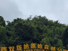 -西双版纳原始森林公园