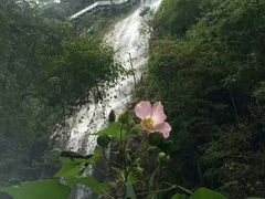 -九龙江国家森林公园