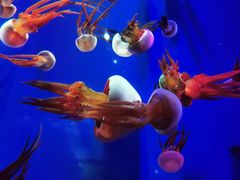 -成都浩海立方海洋公园