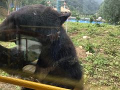 -栾川竹海野生动物园