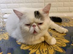 -平行世界·猫咖(首经贸店)