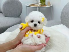 -萌宠之家·腊肠犬·马尔泰·小体犬舍