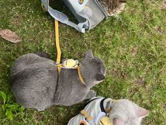 -重庆市江北嘴中央商务区中央公园