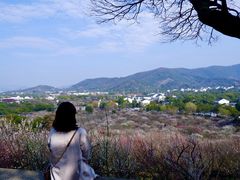 -香雪海