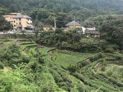 -杨家堂村