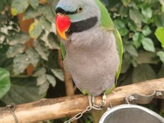 -南宫五洲植物乐园