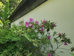 -上海醉白池公园