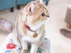 -猫在这儿猫咪咖啡馆·撸猫馆
