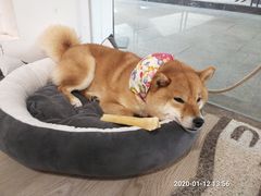 -柴迷FANS CLUB·柴犬狗咖·猫咖