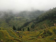 -紫鹊界梯田景区