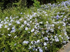 -松山湖梦幻百花洲