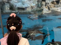 -帝企鹅自助餐厅•儿童岛•真企鹅(长隆企鹅酒店)