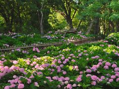 -上海共青森林公园