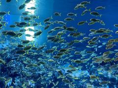 -海合安成都极地海洋公园
