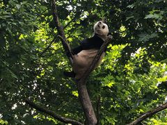 -都江堰中华大熊猫苑