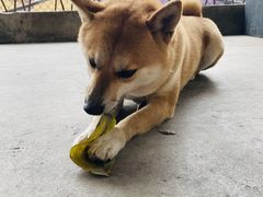 -柴犬高等学院·狗咖·柴犬售卖·宠物训练