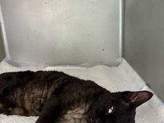 -派特宠物医院(圆融广场店)