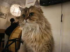 -滚猫咖啡·猫咖·猫友好撸猫(未来城店)