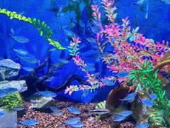 -绿色星球动物主题公园