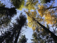 -芦芽山旅游度假区