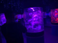 -萌宠奇缘